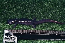 salamander_1982_02.jpg