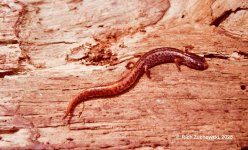 salamander_1982_04.jpg