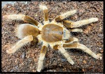 Hysterocrates_Niger_Delta(m)4.75in_SA2.jpg