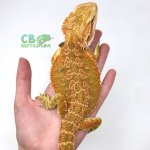 citrus-bearded-dragon-for-sale-1-1030x1030.jpg