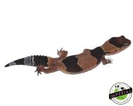 african-fat-tail-geckos-banded-for-sale.jpg