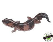 african-fat-tail-gecko-stripe-for-sale.jpg
