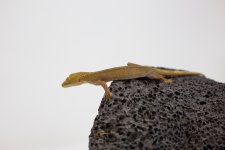 IMG_2287.jpg