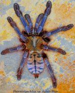 Phormingochilus_Sabah Blue(f)SA1.jpg