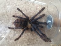 MF Phormingochilus sp Akcaya.jpg