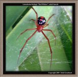 L.bishopi(f)7.jpg