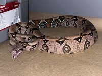 IMG_1995.jpg