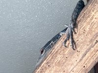 IMG_1959.jpg