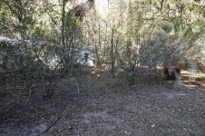 lemon_trees_02.jpg