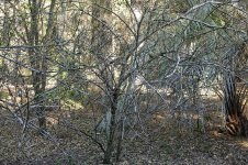 lemon_trees_03.jpg