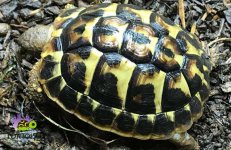 Tuscan_western_hermanns_tortoise_for_Sale-1030x670.jpg
