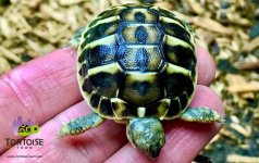 western_hermanns_tortoise-1030x651.jpg