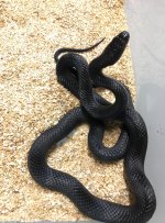 378E9ED0-AD2E-45F6-9D43-B6DF5DB65BD4.jpg