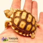 spurred-tortoise.jpg