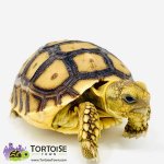 African-Sulcata-tortoise-for-sale-2.jpg