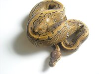male pin.jpg