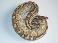 female lesser.jpg
