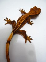 reptilesforever 013.JPG