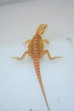 IMG_5078.JPG