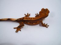 reptilesforever 016.JPG