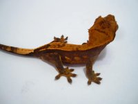 reptilesforever 015.JPG