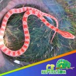 amelanistic-corn-snake-2.jpg