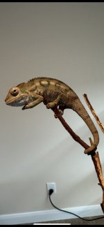 Ambmale1pic2.jpg