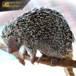 ee_prehensile_tailed_porcupine_1.jpg