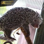 ee_prehensile_tailed_porcupine_2.jpg