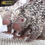 ee_prehensile_tailed_porcupine_3.jpg