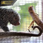 ee_prehensile_tailed_porcupine_4.jpg