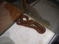 boa 001.jpg