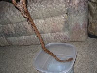 boa 008.jpg