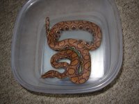 boa 006.jpg