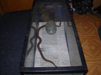 boa 010.jpg