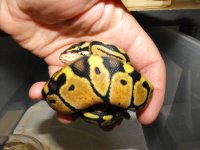 2011 Pastel 002.jpg