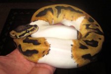 pied1.jpg