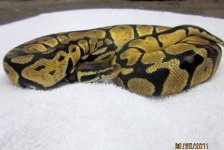 pastelwhite1.jpg