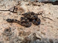 Male Blotched King, 2022 -2.jpg