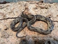 Female Blotched King, 2021 -1.jpg