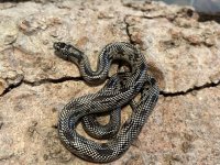 Female Blotched King, 2021 -3.jpg