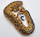 2023 1.0 Pastel Clown 50% het Pied_1_1.jpg