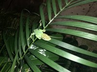 IMG_0525.jpg