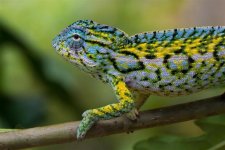 carpet-chameleon-for-sale-1030x688.jpg