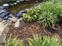 IMG_2423[1].jpg