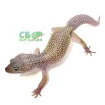 blizzard-leopard-gecko-1.jpg