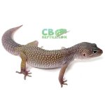 blizzard-leopard-gecko-for-sale-2.jpg