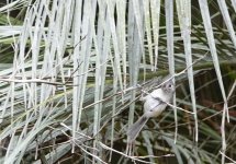 tufted_tit_mouse_07292023_01.jpg