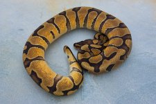 Enchi Male 001.jpg