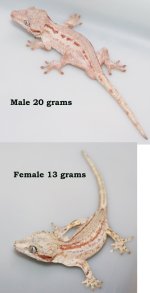 garg pair copy.jpg